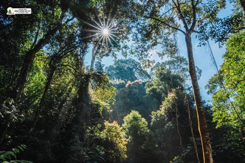 Rừng thông đỏ nguyên sinh