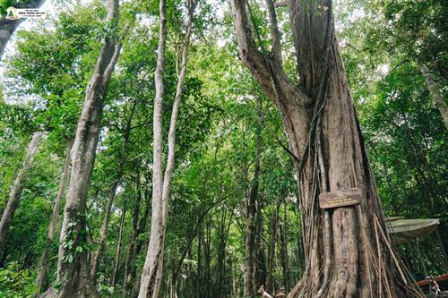 Tìm Bình Yên Giữa Đại Ngàn: Lạc Bước Rừng Thông Đỏ Ngàn Năm Tuổi Đà Lạt!